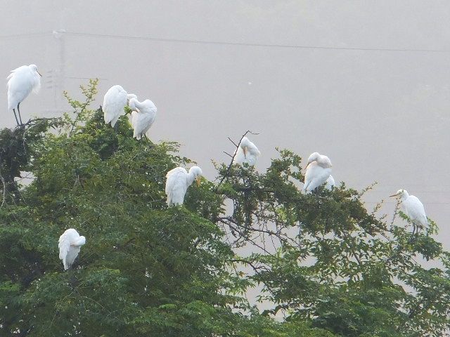 白鷺の咲く木