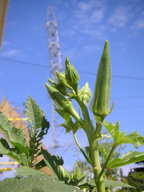 秋の菜園