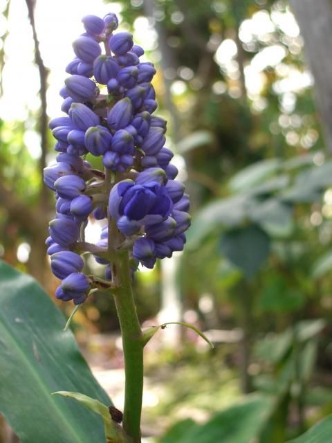 開花は？「新潟県立植物園」