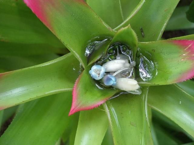 開花は？「新潟県立植物園」