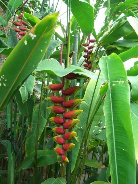 開花は？「新潟県立植物園」