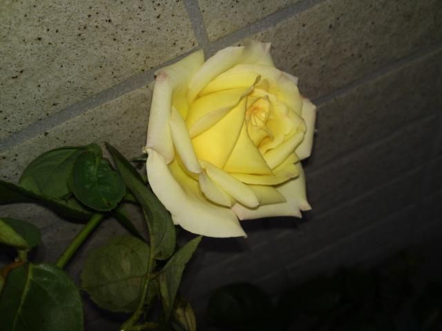 今、黄色いバラ