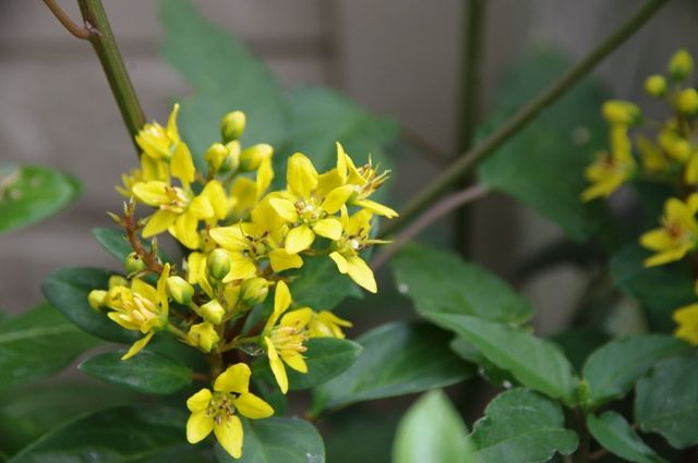 ヤブラン開花