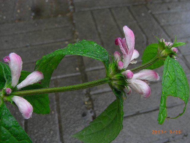 野草の花１０６