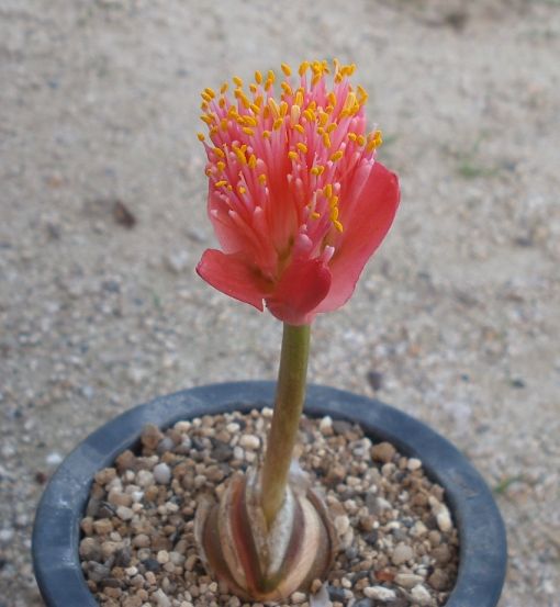 Haemanthus sanguineus