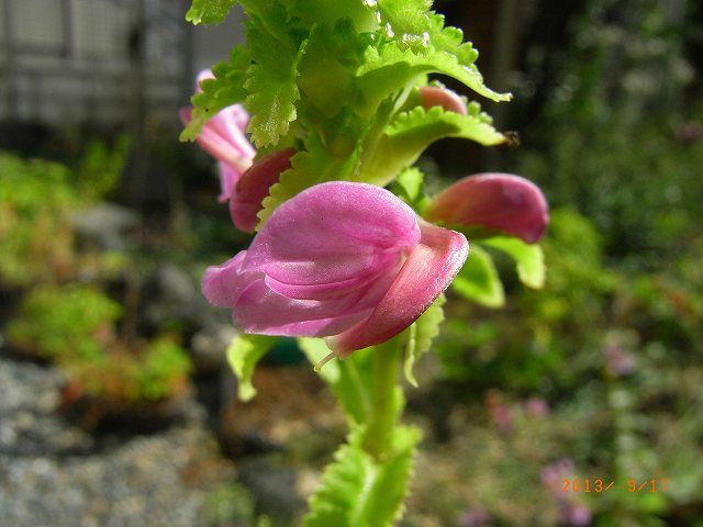 野草の花１０７