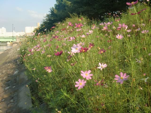 【元編集長のひとりごと】東京の初秋～勝島運河のコスモス