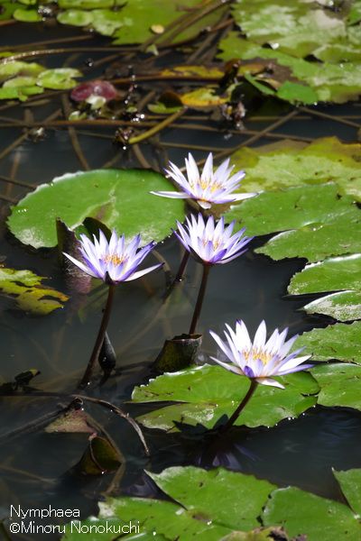 台北植物園