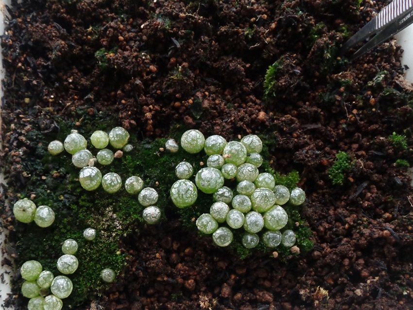 ブルゲリの植え替え