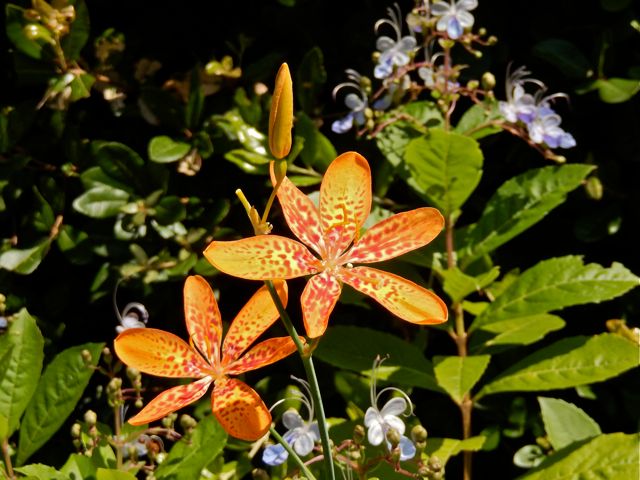 シャクナゲモドキ植替え