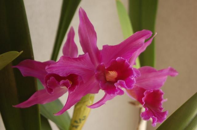 C.purpurata fma.sanguinea`Elm's Noble Red`