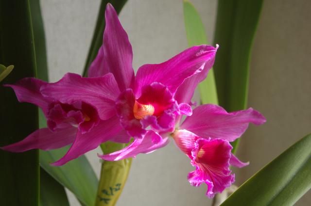 C.purpurata fma.sanguinea`Elm's Noble Red`