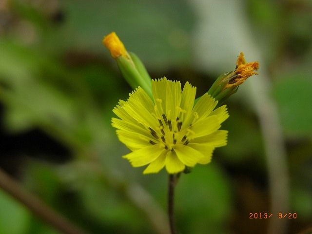 野草の花１０８