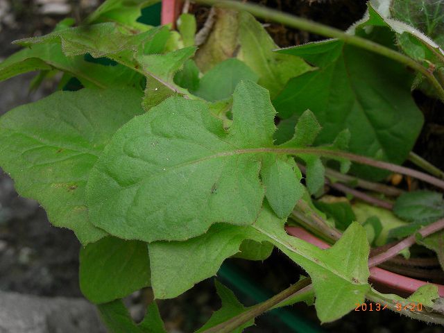 野草の花１０８