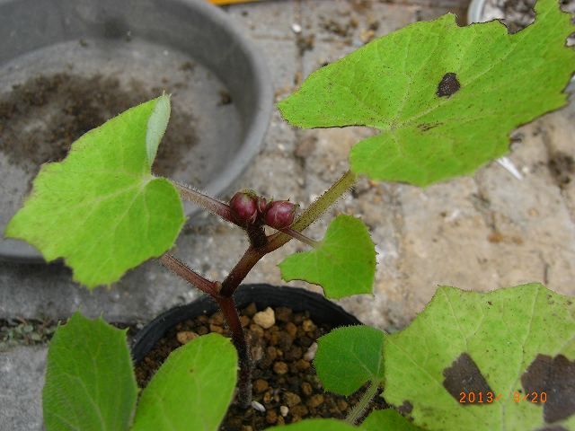 今日も植え替えですが・・・・