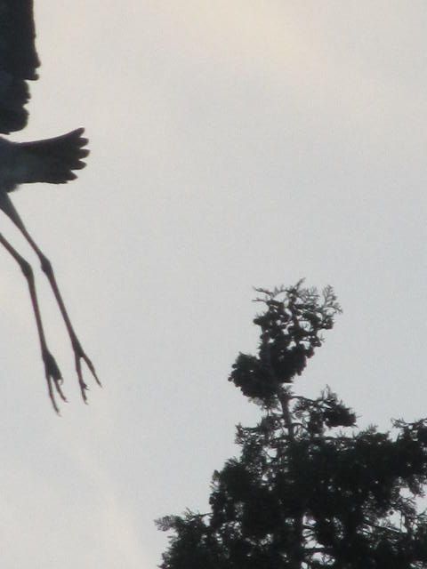 メタボ回避のための腹凹運動　３　カラスウリ