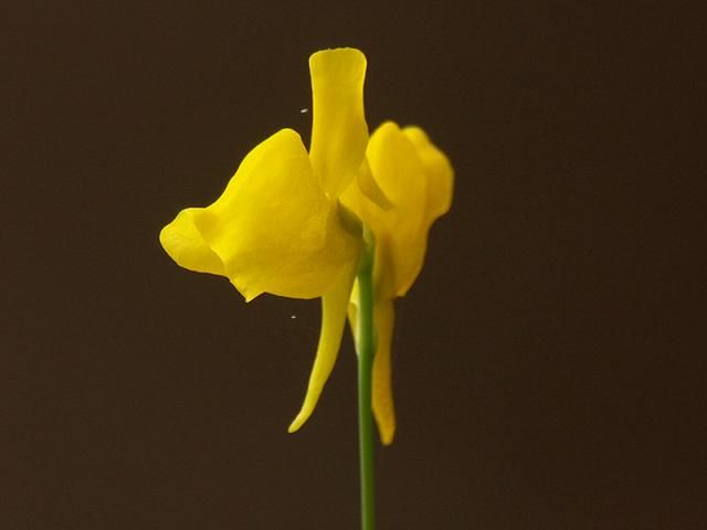 【食虫植物】 Utricularia cornuta