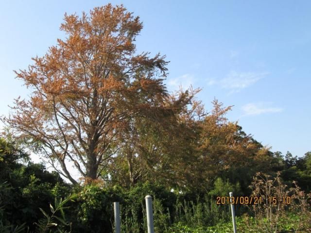 台風被害（塩害）