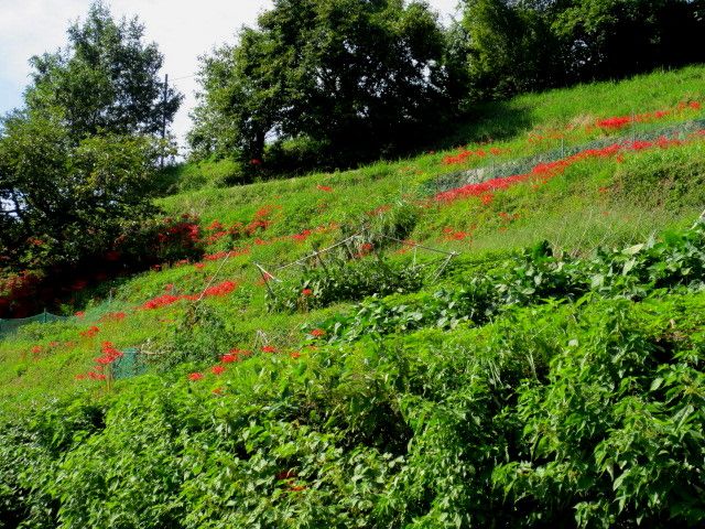 明日香村の彼岸花