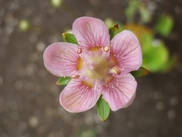 ウメバチソウのピンクの花