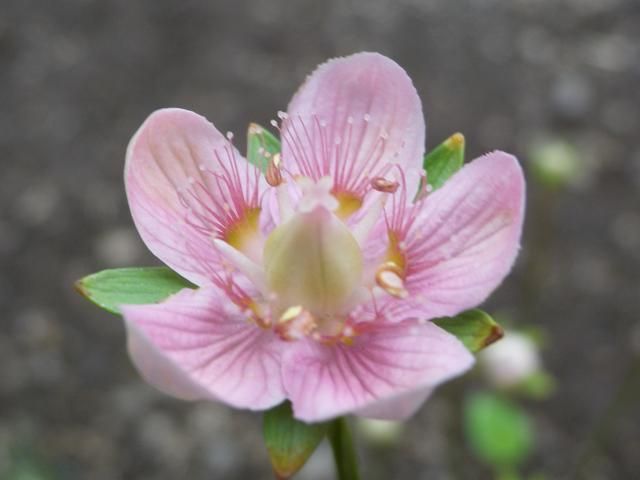 ウメバチソウのピンクの花