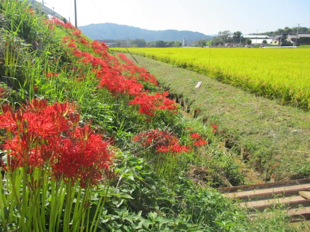 近隣散策　５　史跡もあるぜよ