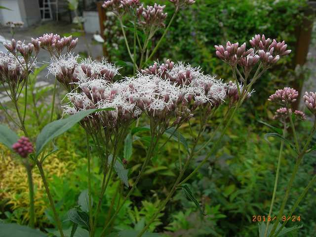 野草の花１１０