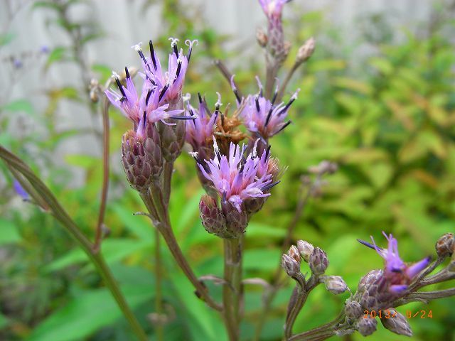 野草の花１１０