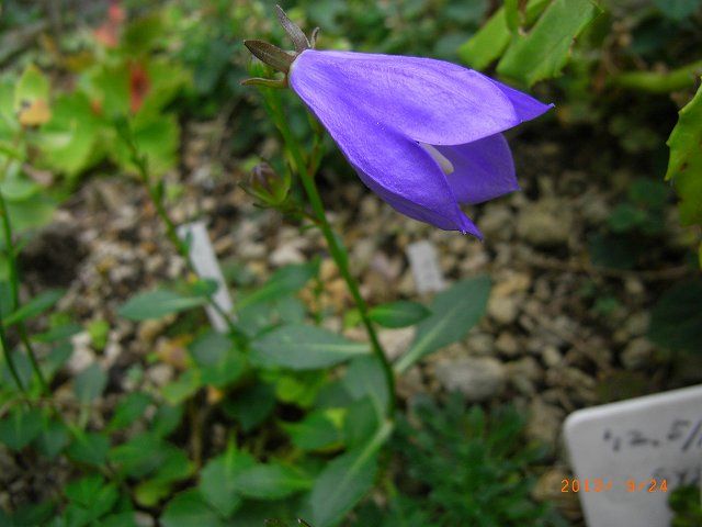 野草の花１１１