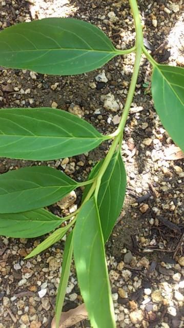 植物の名前教えてください