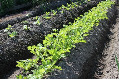 大根も白菜もキャベツも一本立ち