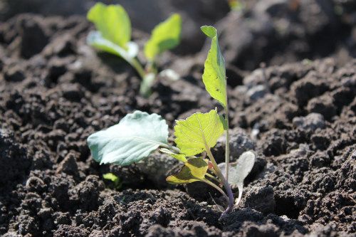 大根も白菜もキャベツも一本立ち