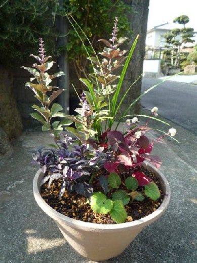 寄せ植えしてみました｡