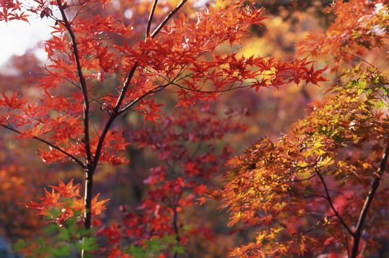 【植物図鑑】ウツギなど4種類追加