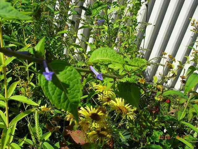 野草の花１１２と熊騒動