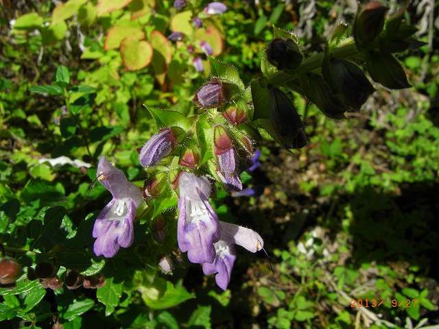 野草の花１１２と熊騒動