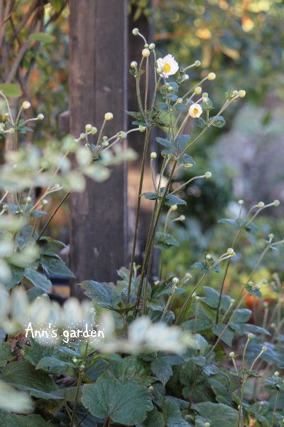 バラは花びらが傷んじゃって