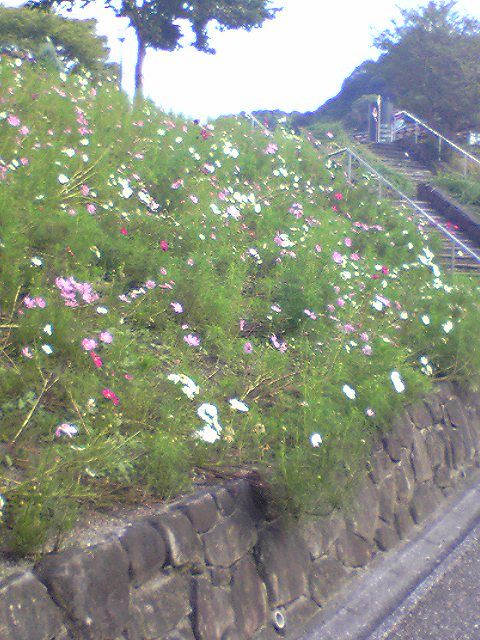 花フェスタ記念公園へ行ってきました！