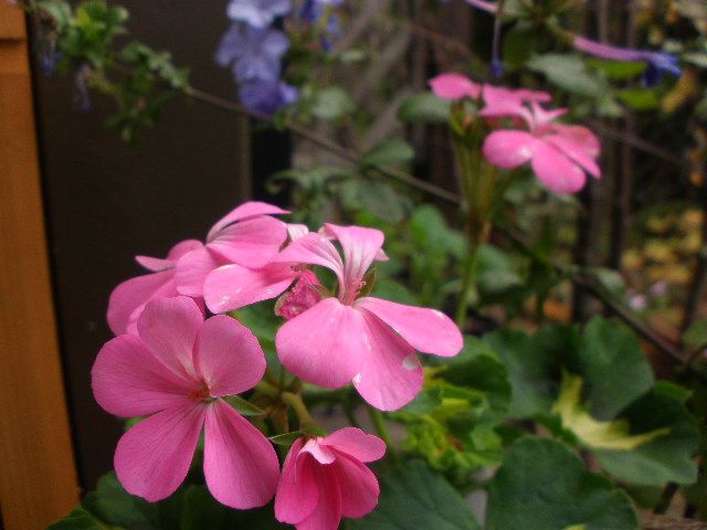 ミセバヤの花と紅葉