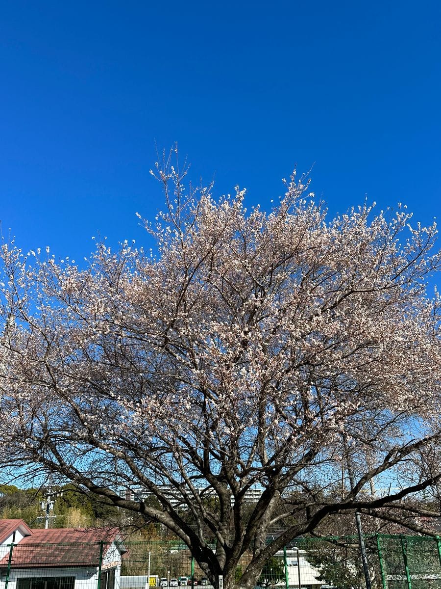 今日の四季桜