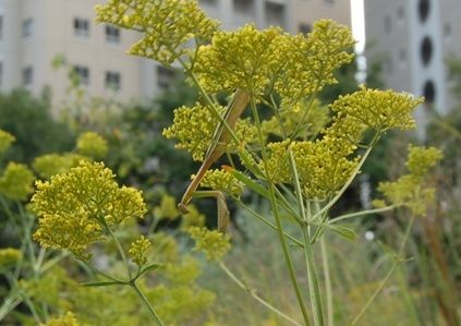 オミナエシに集う虫たち