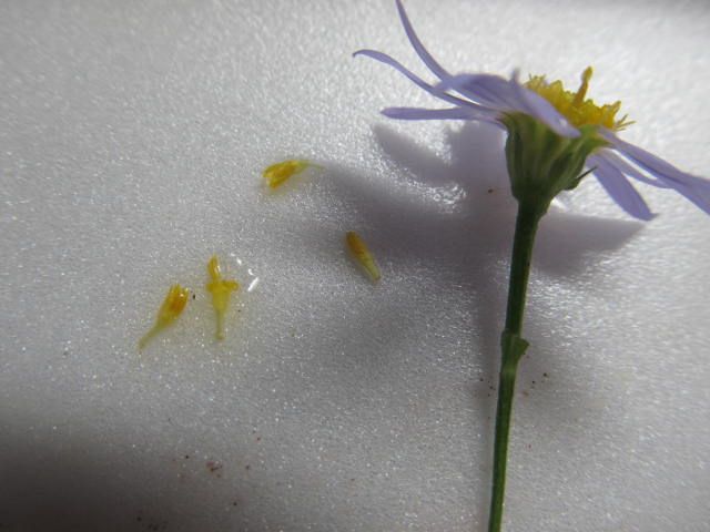 みわけにくい「野菊」