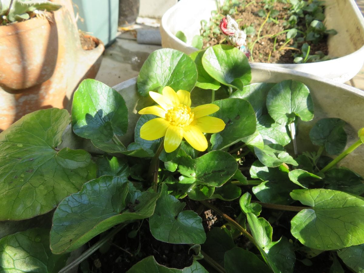 ヒメリュウキンカが開花し始めました。