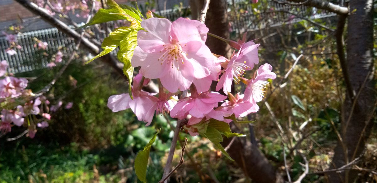 河津桜が咲きました🌸