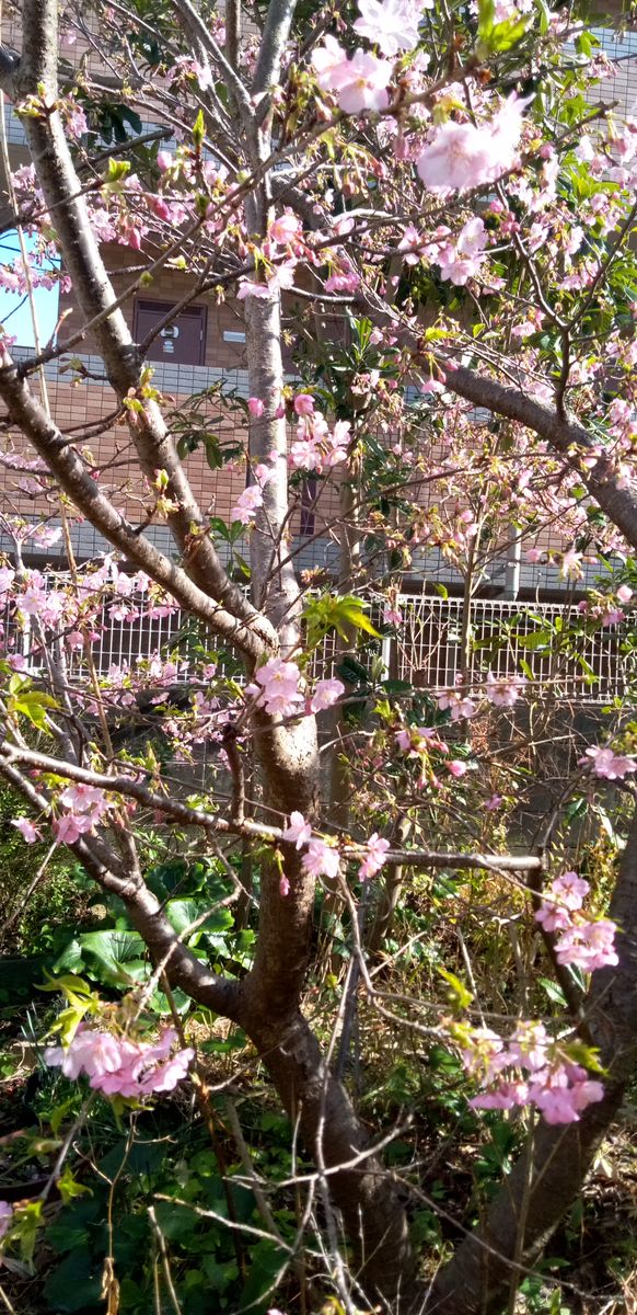 河津桜が咲きました🌸