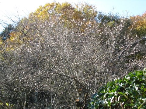 11月の庭の花