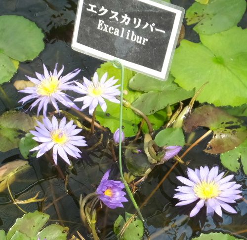 神戸　花鳥園でオフ会してきましたあああ～。