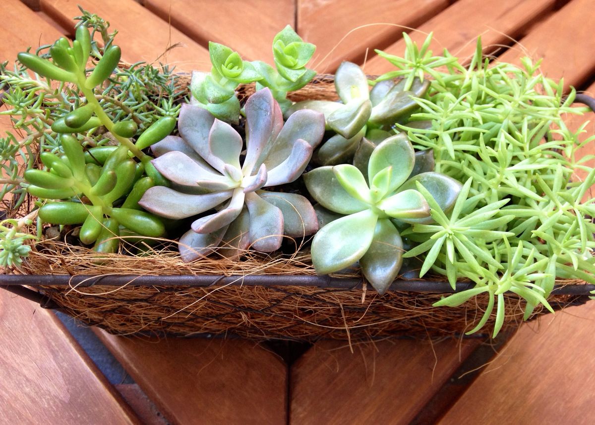 多肉植物の寄せ植え