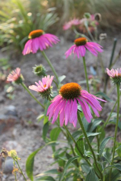 １０月の荒れ地ガーデン