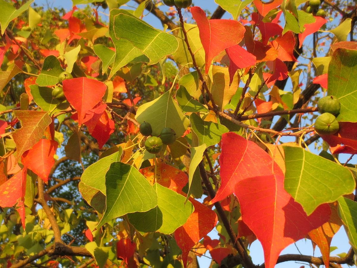 とても美しい紅葉